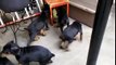 Doberman Pinscher puppies for sale in Brooklyn ,Dog training all breeds