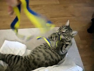 Katter leker med snöre