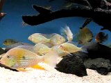 Acarichthys heckelli & geophagus sp. 'Rio Araguaia'