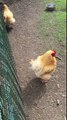 Chicken laughing at another chicken! Funny animal video