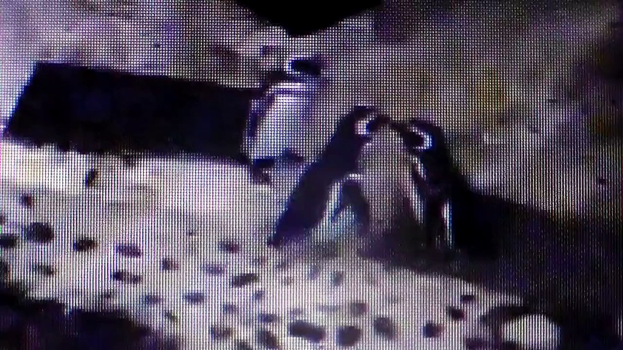 Animals 28