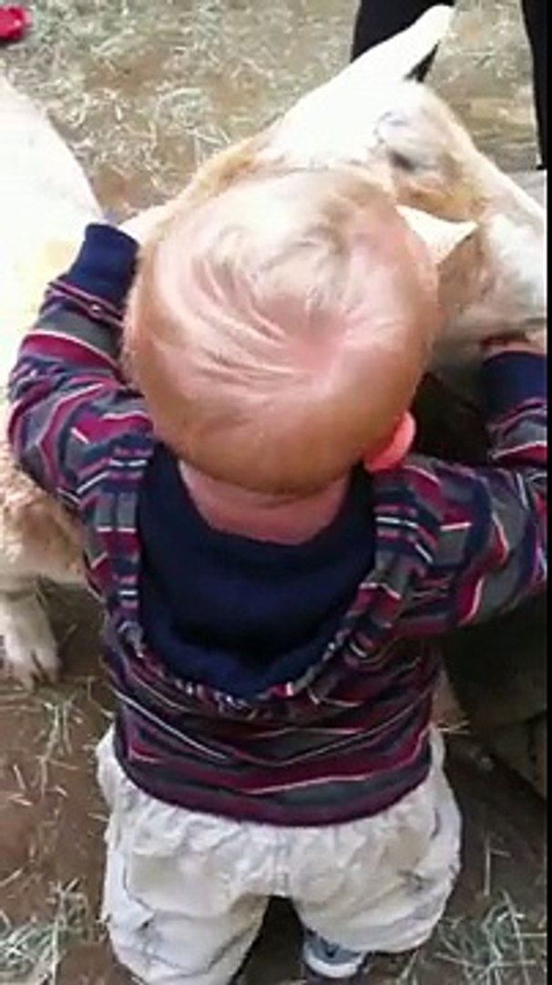 Baby Loves Goats