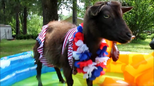 Peppa Lass the Goat Hits the Pool for Memorial Weekend