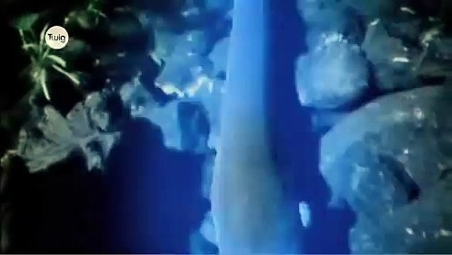 Anguilas eléctricas