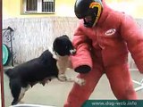 Dog fights Man defending 02. - Central Asian shepherd - Borgia