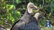 Vultures eat Dog 01 - Disturbing Content