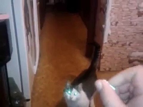 Супер котик, который надрессирован приносить вещи