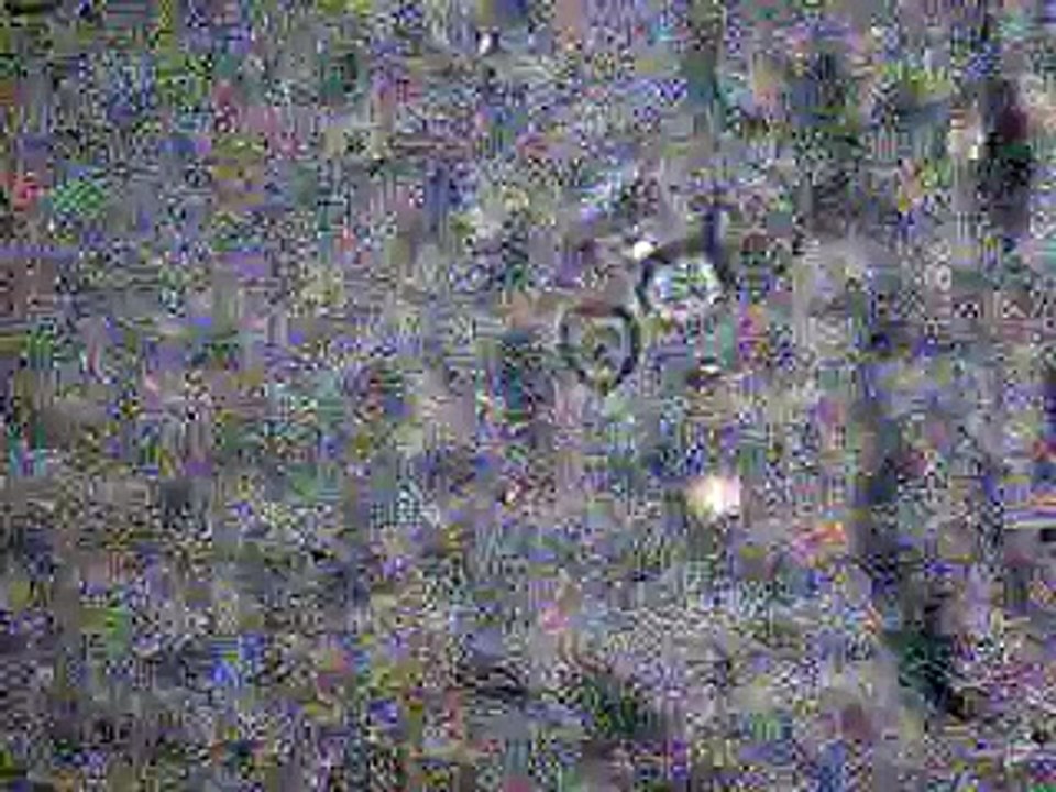 Trichomonas vaginalis movement