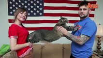 Catasaurus Rex: Meet Pickles The Three-foot Rescue Cat Who Weighs 21 Pounds