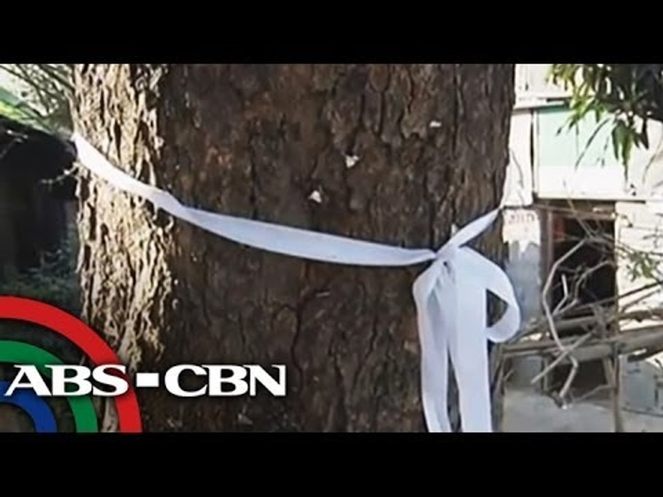 Trees saved in Pangasinan road project