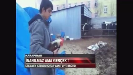 TÜYLERİNİZ DİKEN DİKEN OLACAK!