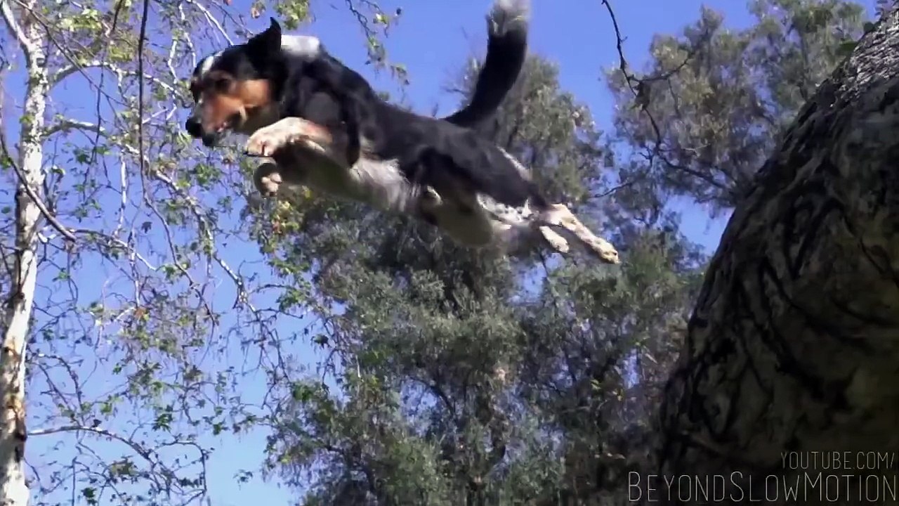 Training of a Dog