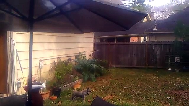 Strange weird trumpet sounds in sky