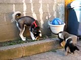 Siberian Husky and German Shepherd puppy playing in the yard