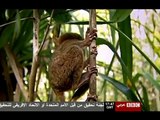 tarsier monkey   قرد التارسير الرائع