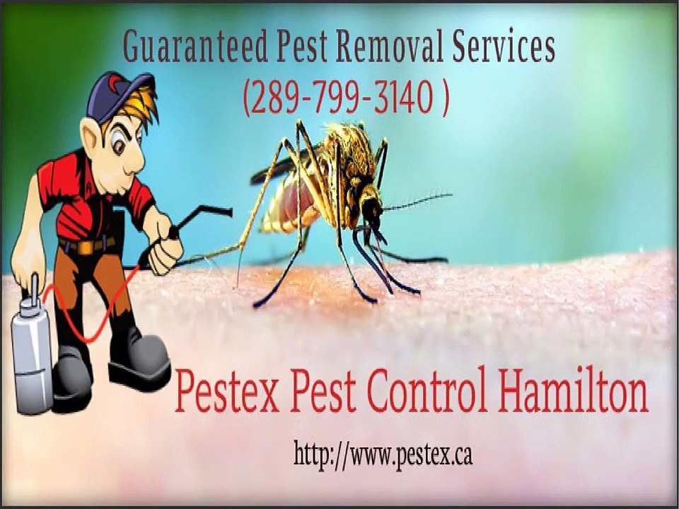 Pestex Pest Control Hamilton Expert Provide you Pest Control Solutions