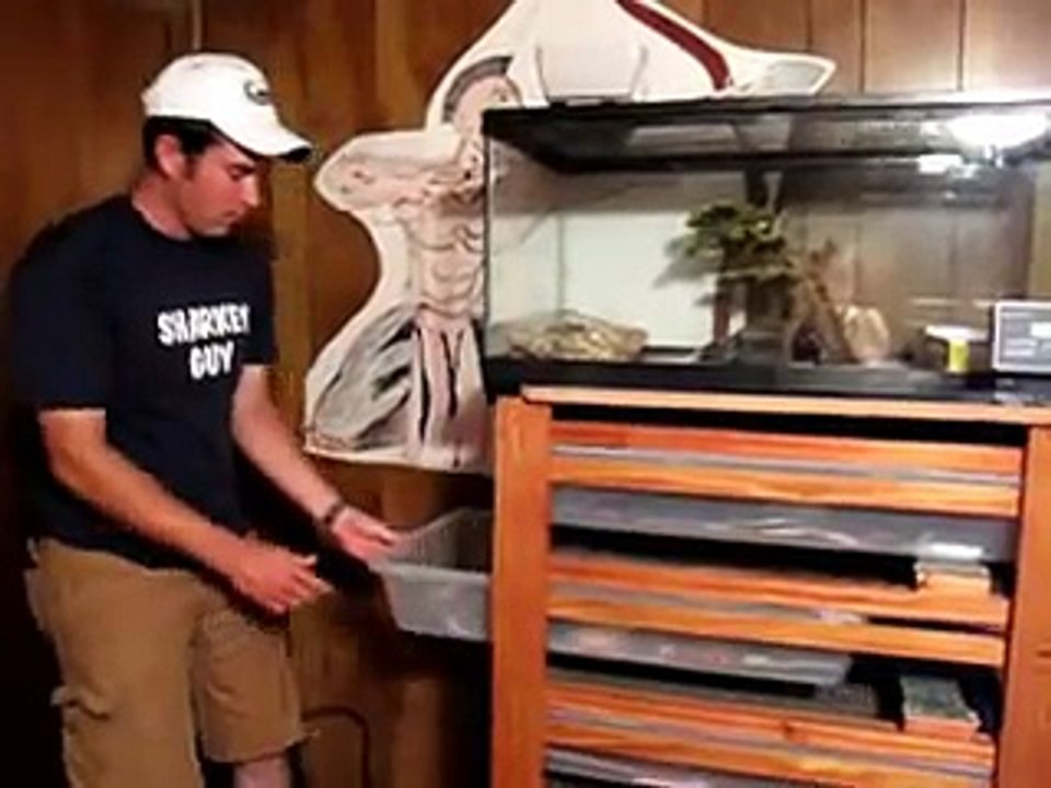 feeding ball pythons