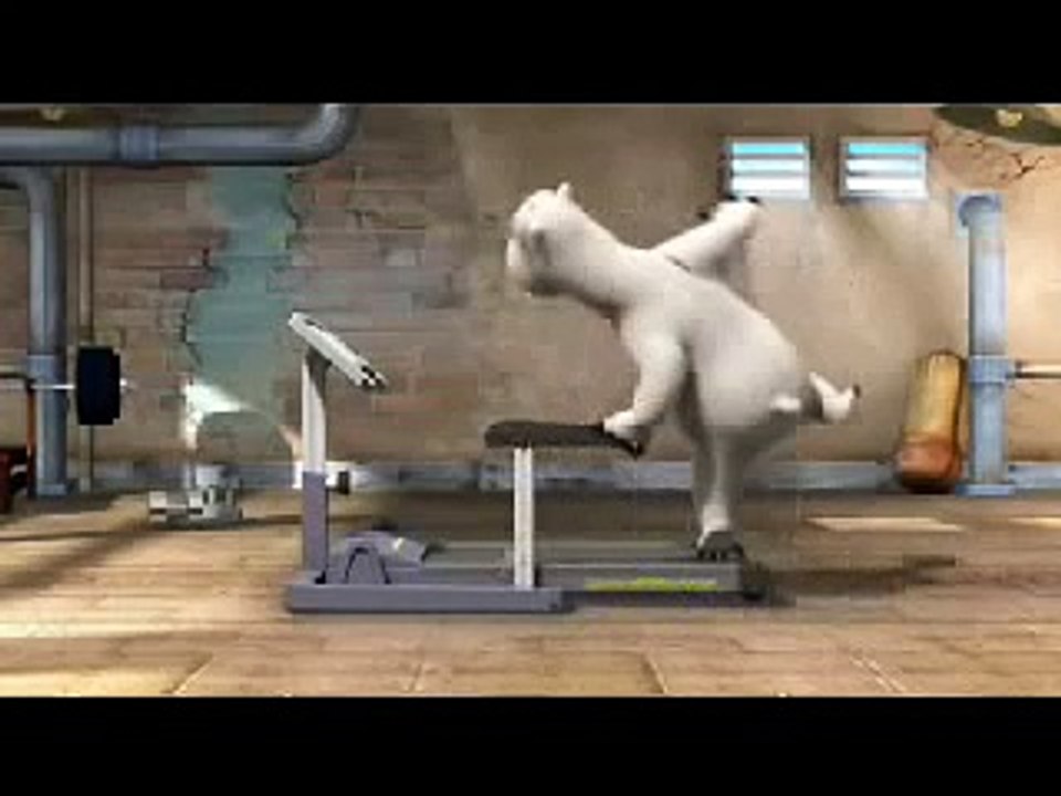 Oso Polar