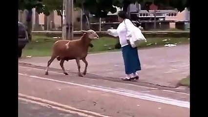 This animal must be drunk hahaha....!!