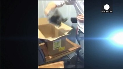 Häschen aus Protest gegen "scheinheilige" Tierschützer live geschlachtet