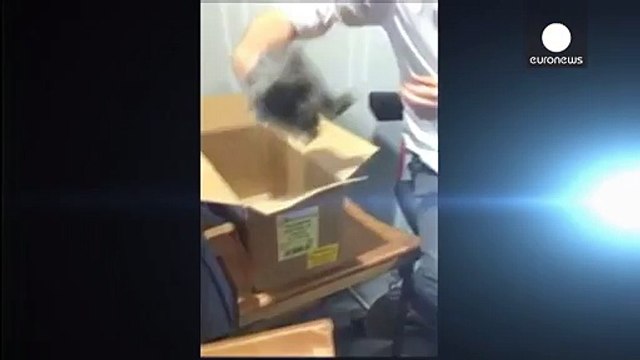 Убийство кролика в прямом эфире: жестокость или правда жизни?