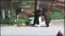 Two bears get into a fist fight over a trash can in a New Jersey park