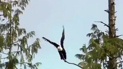 Ona böyle avlamayı öğreten sonsuz merhamet sahibi Allah'a şükürler olsun...