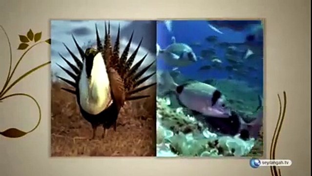 Bir baharda yaratılan sineklerin sayısı, Hz. Âdem(a.s.)’den kıyamete kadar yaratılacak olan bütün insanlardan daha çoktur. SubhanAllah!