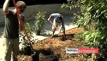 Planting Shrubs