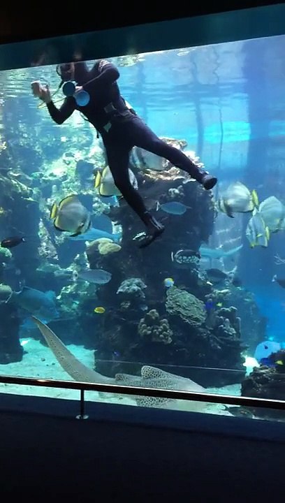 Pet the shark