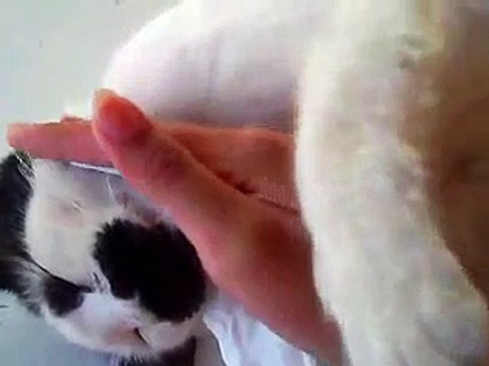 my cat dying !! (LOL)