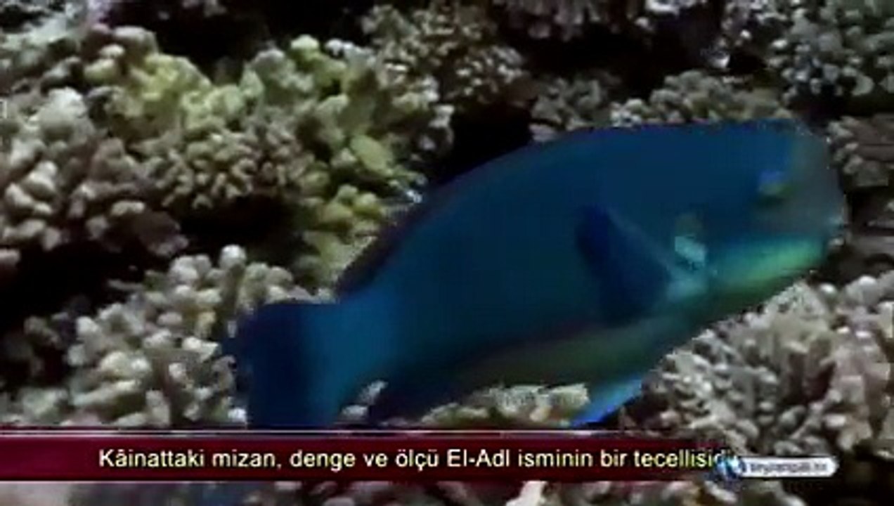 Eğer balıklar ve diğer deniz canlıları diledikleri gibi çoğalsalardı, bir sene içinde denizlerin dörtte üçünün canlılarla dolup taşacağını, karaları da suların istila edeceğini biliyor muydunuz?
