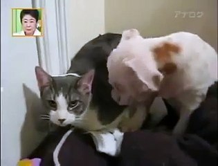 Cat Beating Up Bulldog - Cat Wins!!