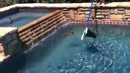 nice way to rescue the duck chicks beautiful video.