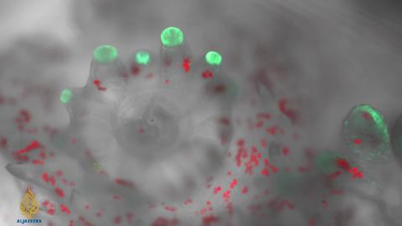 Earthrise - Cryocoral Conservation