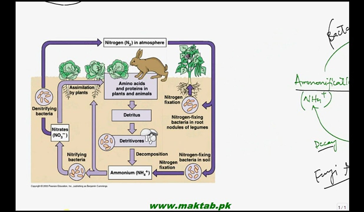 FSc Biology Book2, CH 25, LEC 5; Biogeochemical Cyscles (Nitrogen Cycle) and Flow of Energy in ecosystem