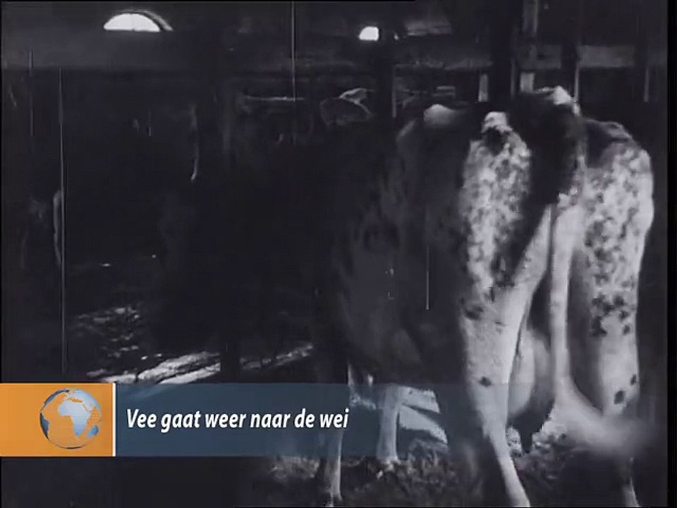 Vee gaat weer naar de wei - 1942