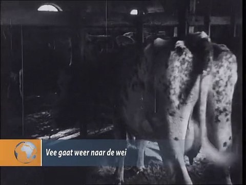 Vee gaat weer naar de wei - 1942