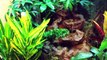 Living vivarium setup for your geckos