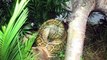 Burmese python eating rat