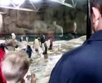 Pinguine im Wuppertaler Zoo