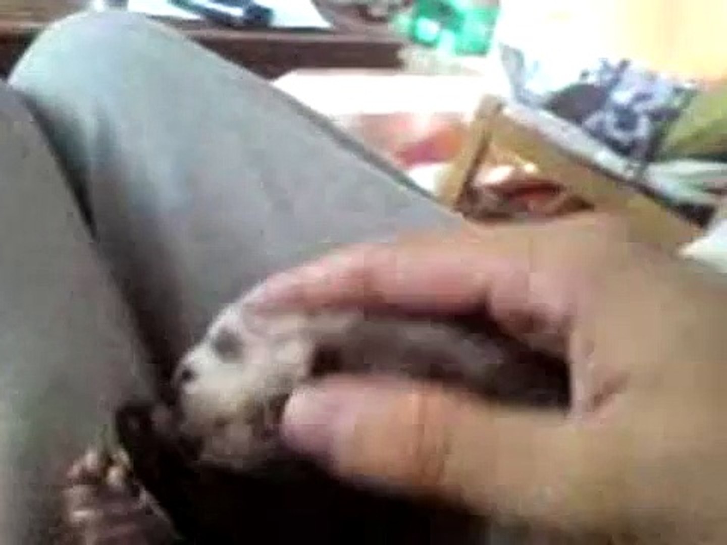 ⁣Sweet ferret!