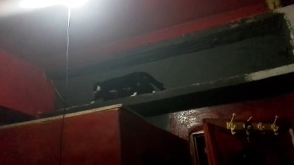 بلجيكية تؤدي أغنية كاينة ولا مكايناش Chawki - Kayna Wla Makaynach