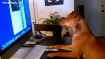 Best Funny Videos Of Animals Acting Like Humans Compilation 2015