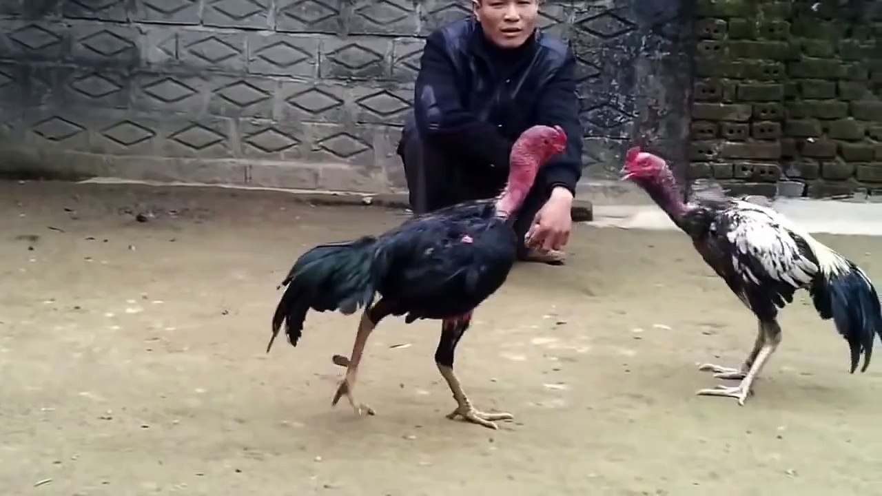 Đá gà hay nhất - Trận đấu cực hay đánh gãy mặt đối thủ