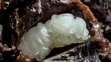 Incroyable ! On a filmé les 21 premiers jours de vie d’une abeille !