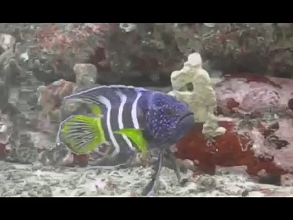 Eastern Blue Devil Fish