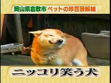 funny japanese smiling dog 4 1 mb