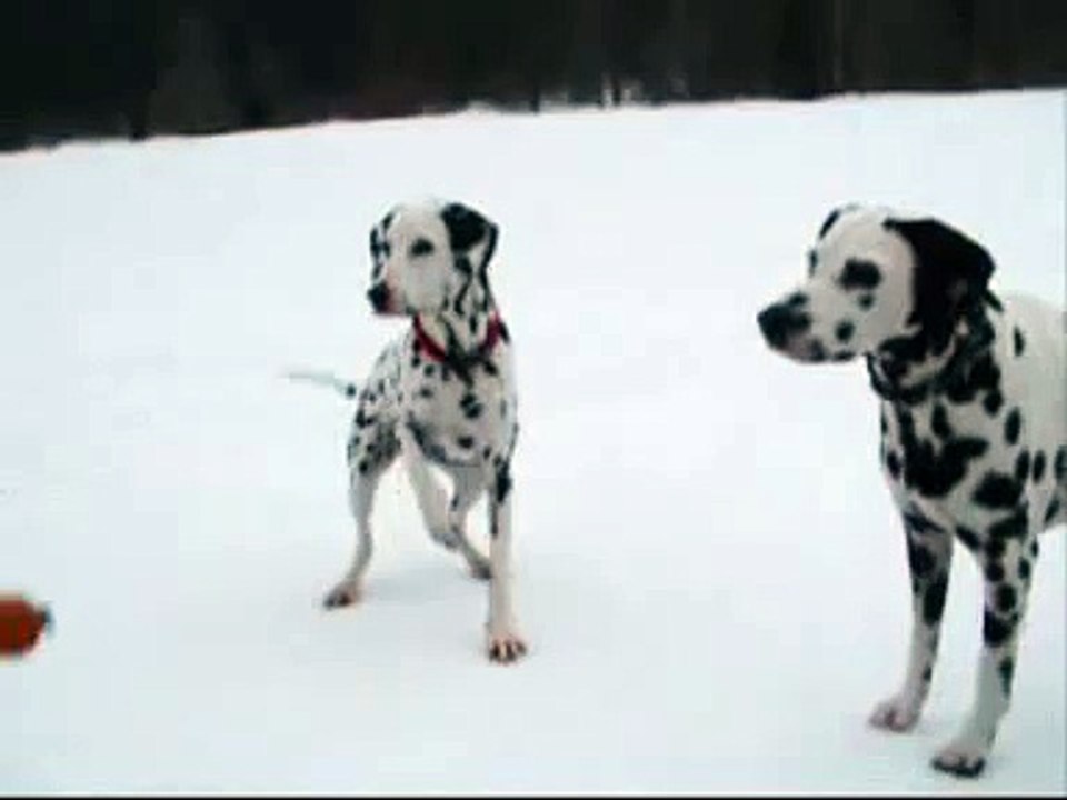 Dalmatiner im Schnee