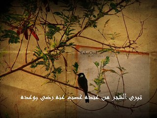 ‫اشوفك وين يا مهاجر حاتم العراقي